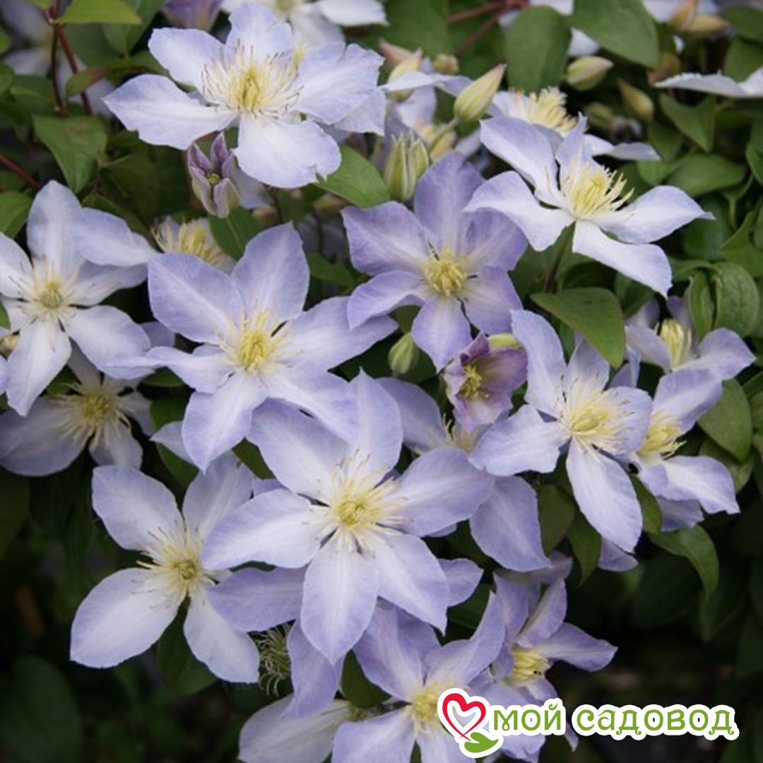 КЛЕМАТИС БЕЙБИ ДОЛЛ ЗКС