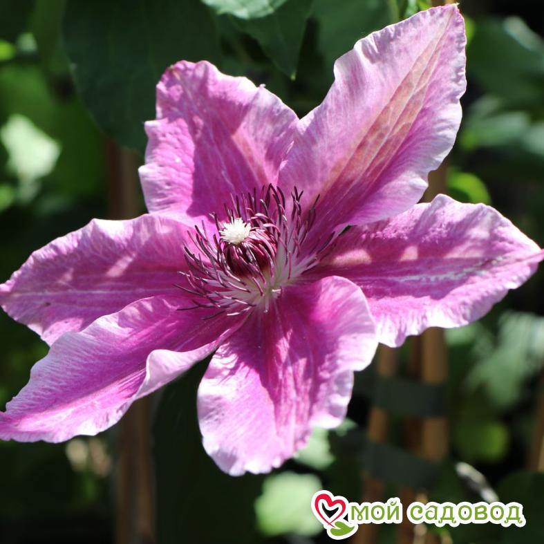 Клематис Карнаби ЗКС