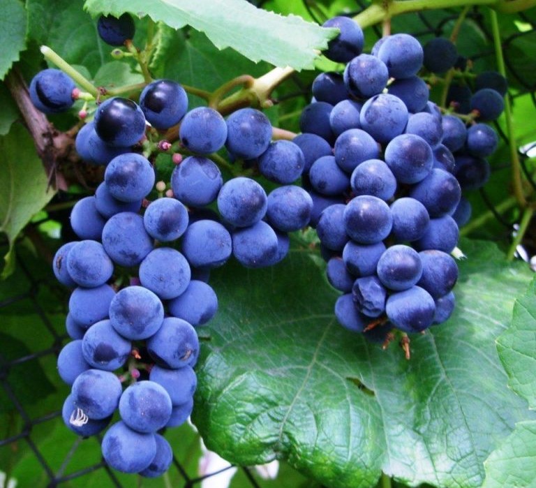 Виноград Триумф